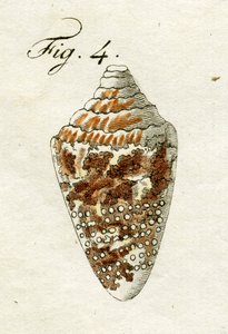 Illustration af Conus Ammiralis, 1790 (håndfarvet gravering) af Jacob Xavier Schmuzer